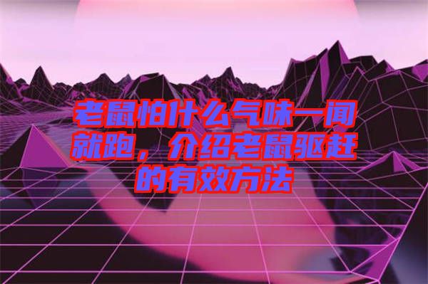 老鼠怕什么氣味一聞就跑，介紹老鼠驅(qū)趕的有效方法