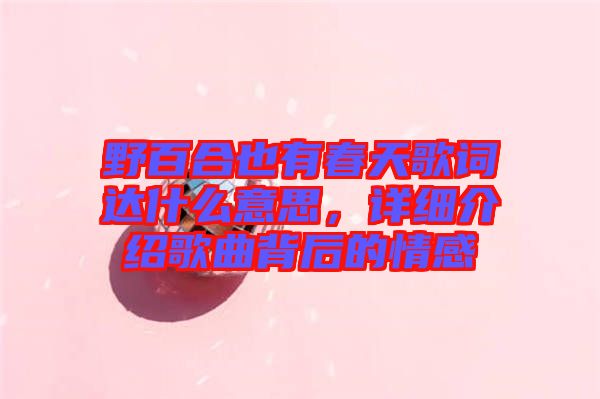 野百合也有春天歌詞達(dá)什么意思，詳細(xì)介紹歌曲背后的情感