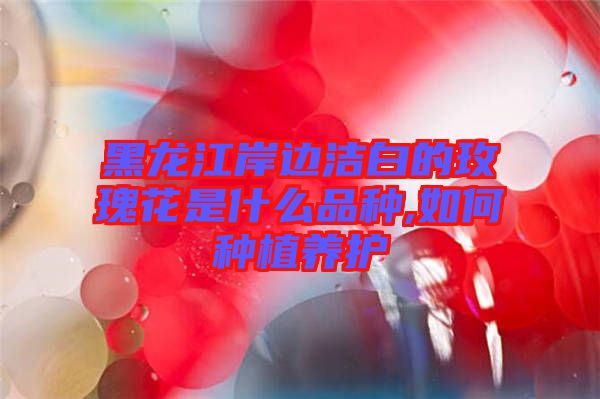 黑龍江岸邊潔白的玫瑰花是什么品種,如何種植養(yǎng)護